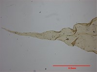 Aerobryopsis parisii (Card.) Broth. Collection Image, Figure 5, Total 10 Figures